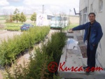 Belediyenin yeni ekilmis agaclari